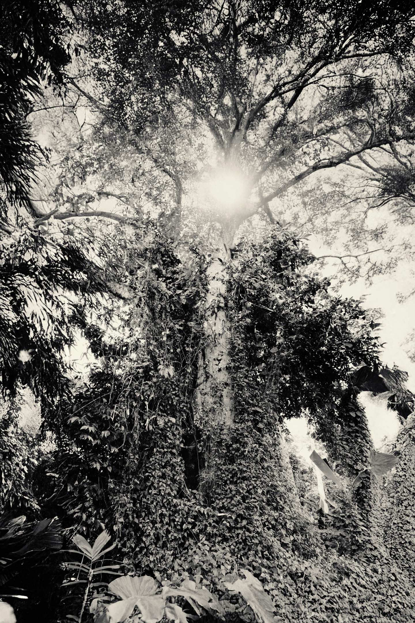 Artist Talk: Robert Zhao Renhui Seeing Forest London 2025, event information times dates AWDB